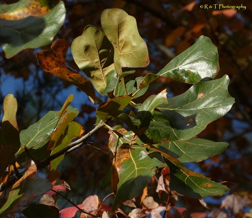 {Quercus marilandica}
